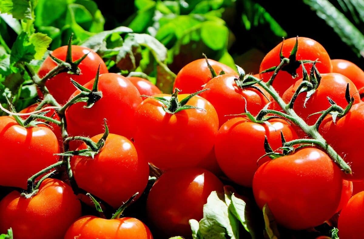 Tomates et gestion de l'acide urique : faits et conseils nutritionnels