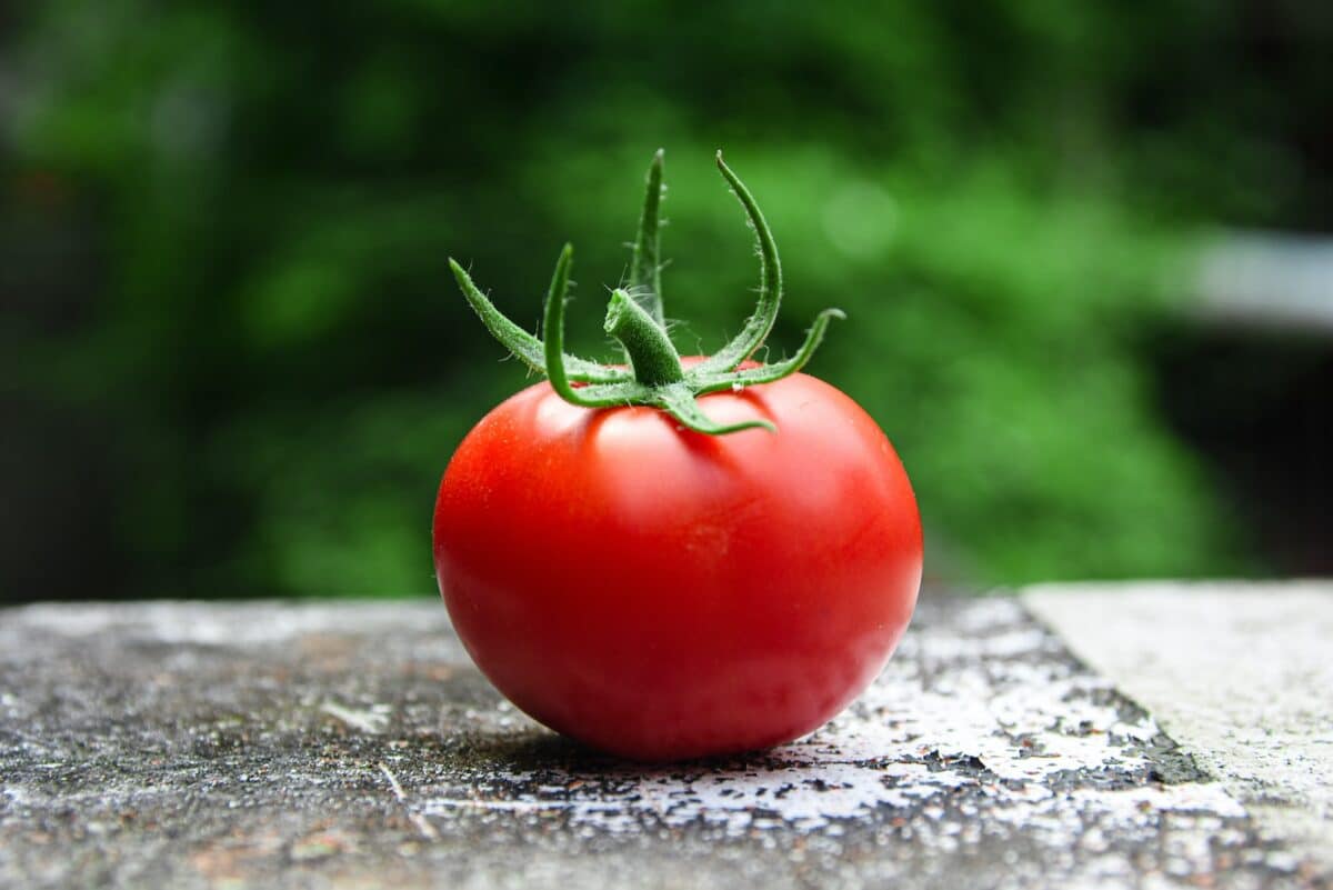 red tomato on gray concrete surface