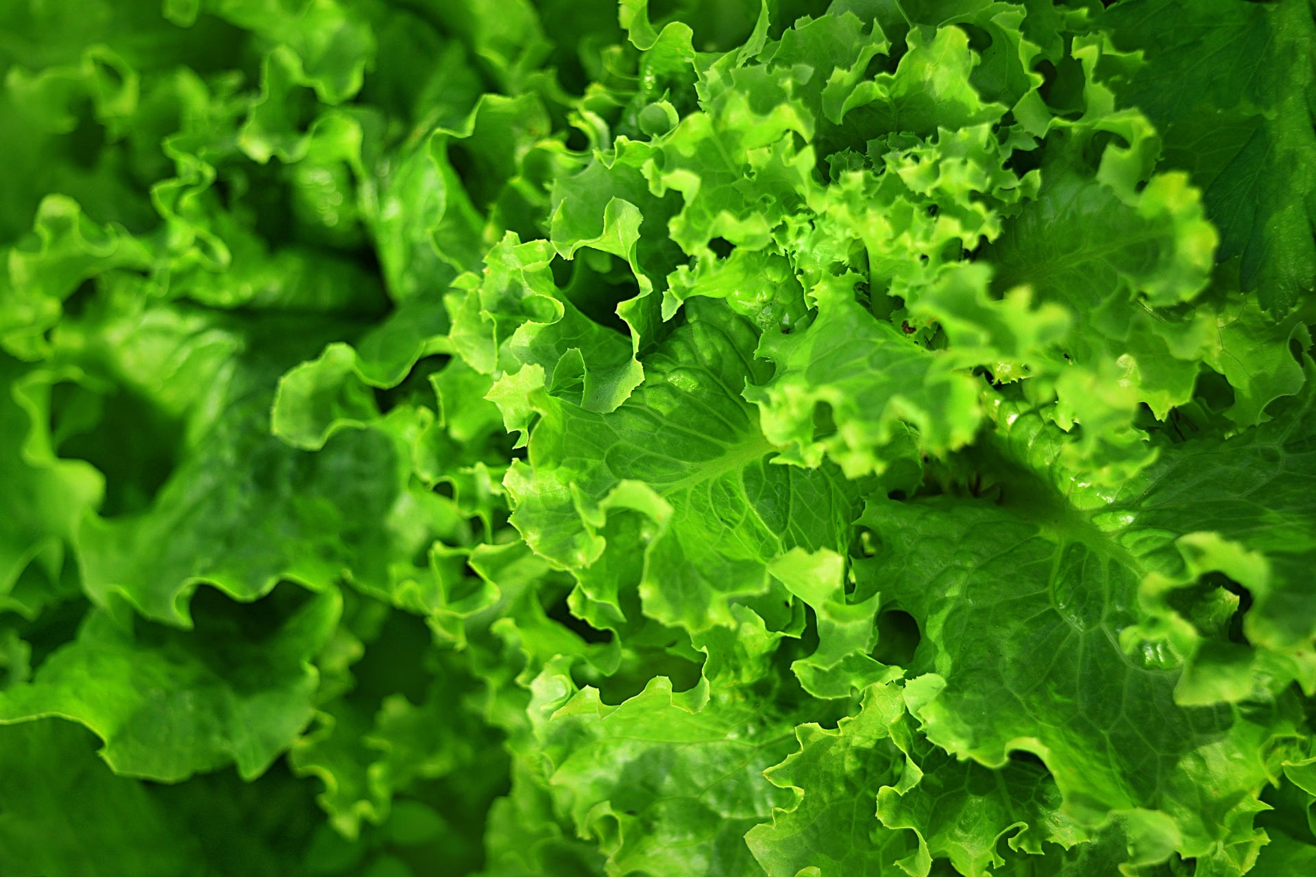 Leafy Vegetables